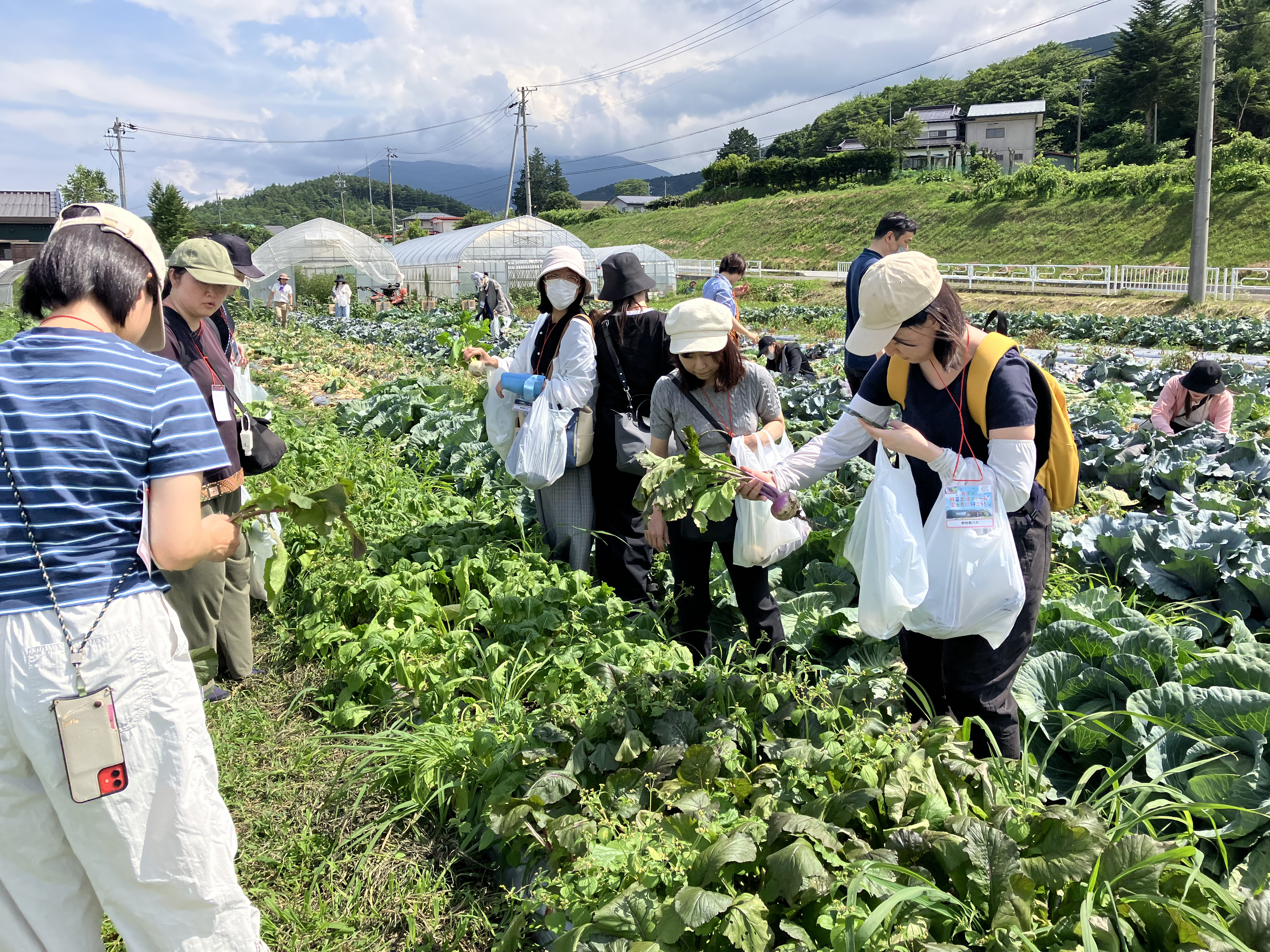 イベント当日の様子。屋外の畑でかぶの様な野菜を収穫する参加者たち。